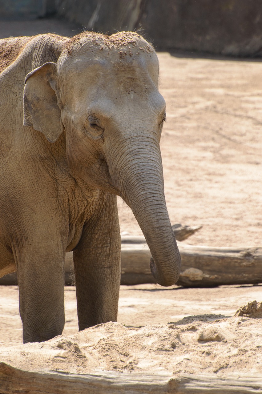 Image - elephant zoo safari pachyderm