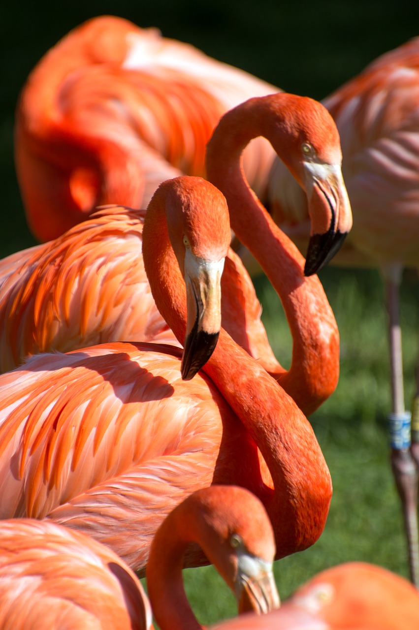 Image - flamingos orange red green zoo