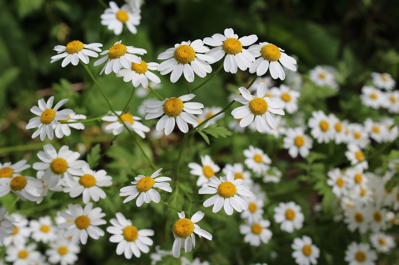 Image - daisy flower beautiful nature aqil