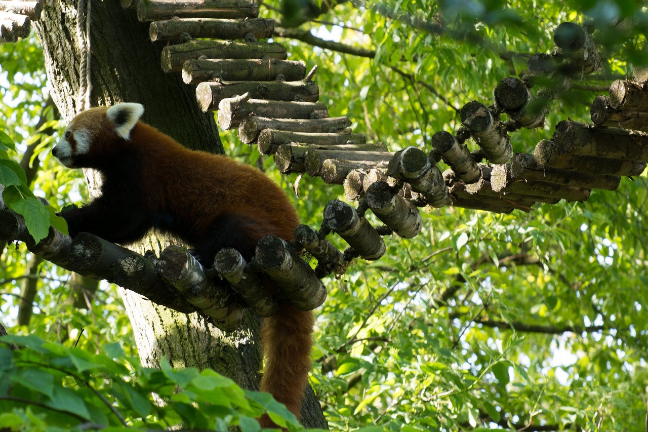 Image - red panda panda green tree zoo