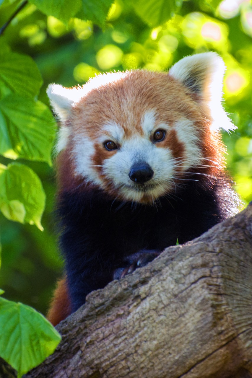 Image - red panda panda bear close hidden