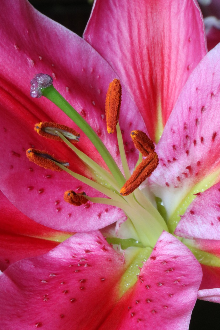 Image - flower lily pink pistil stamens