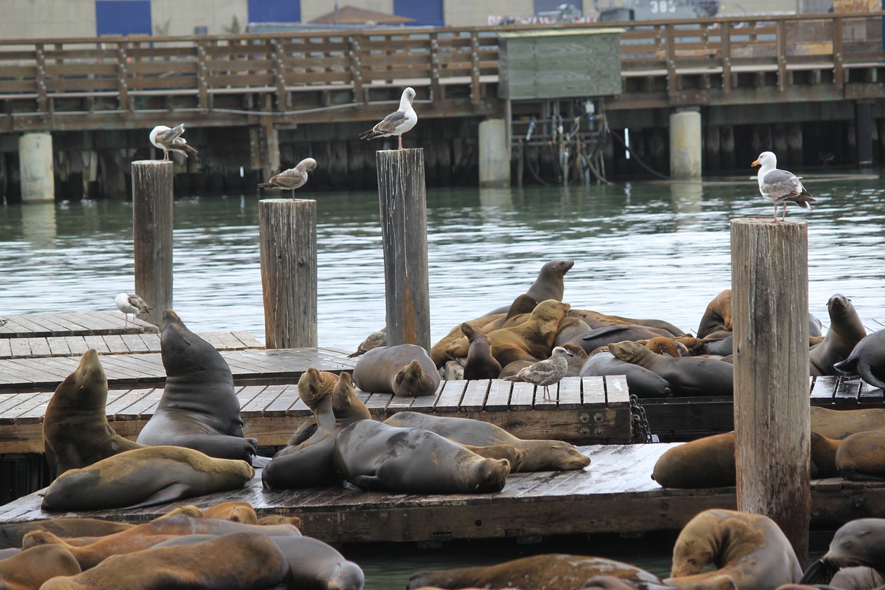 Image - sea lions bay san francisco