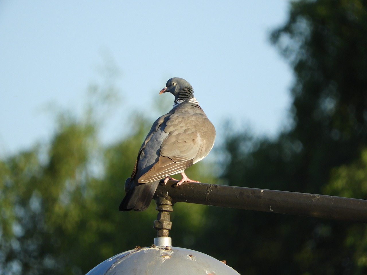 Image - dove city lantern bird birds