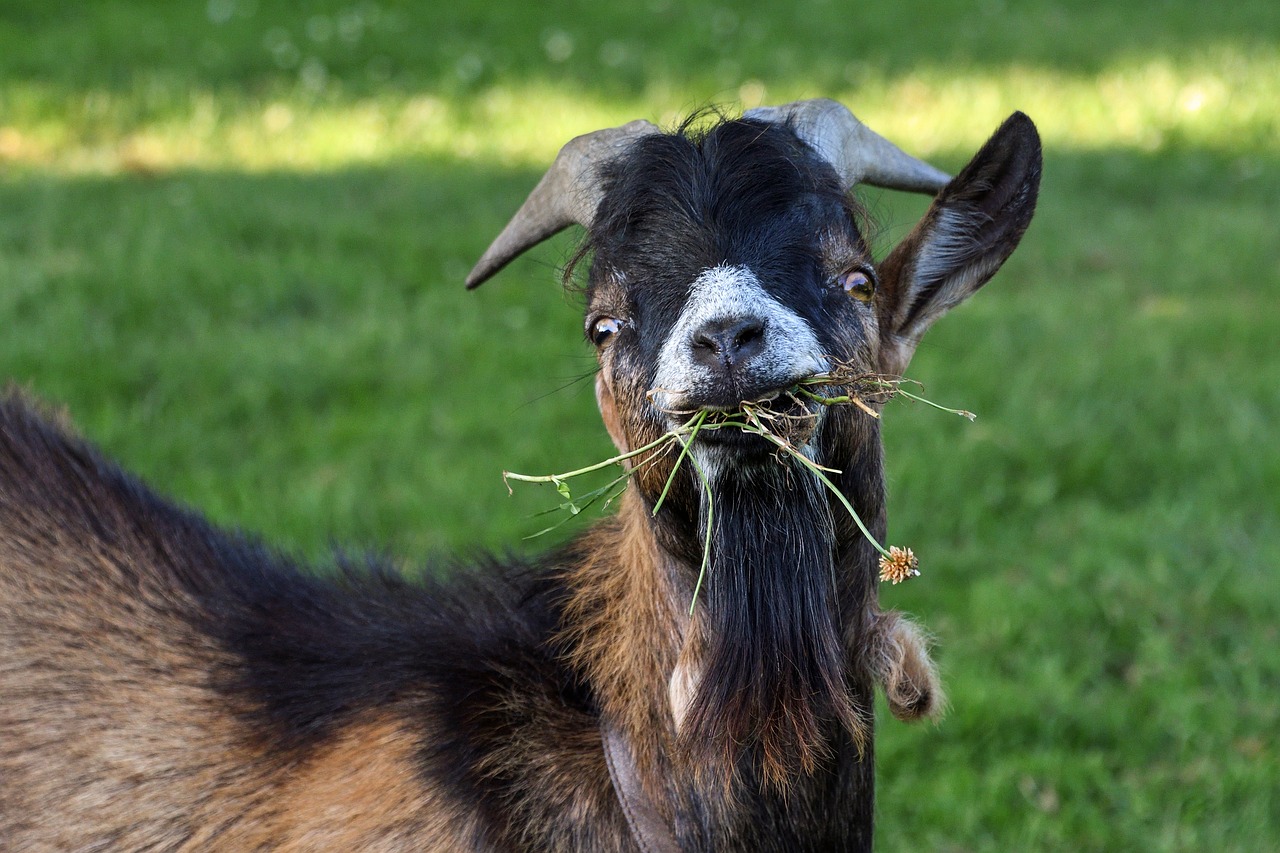 Image - goat young eat grass