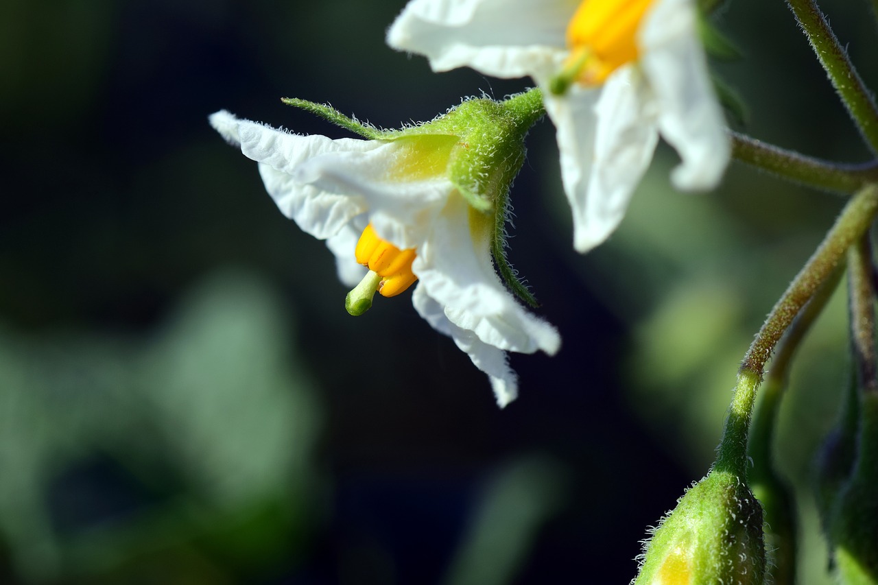 Image - potato potato blossom crop