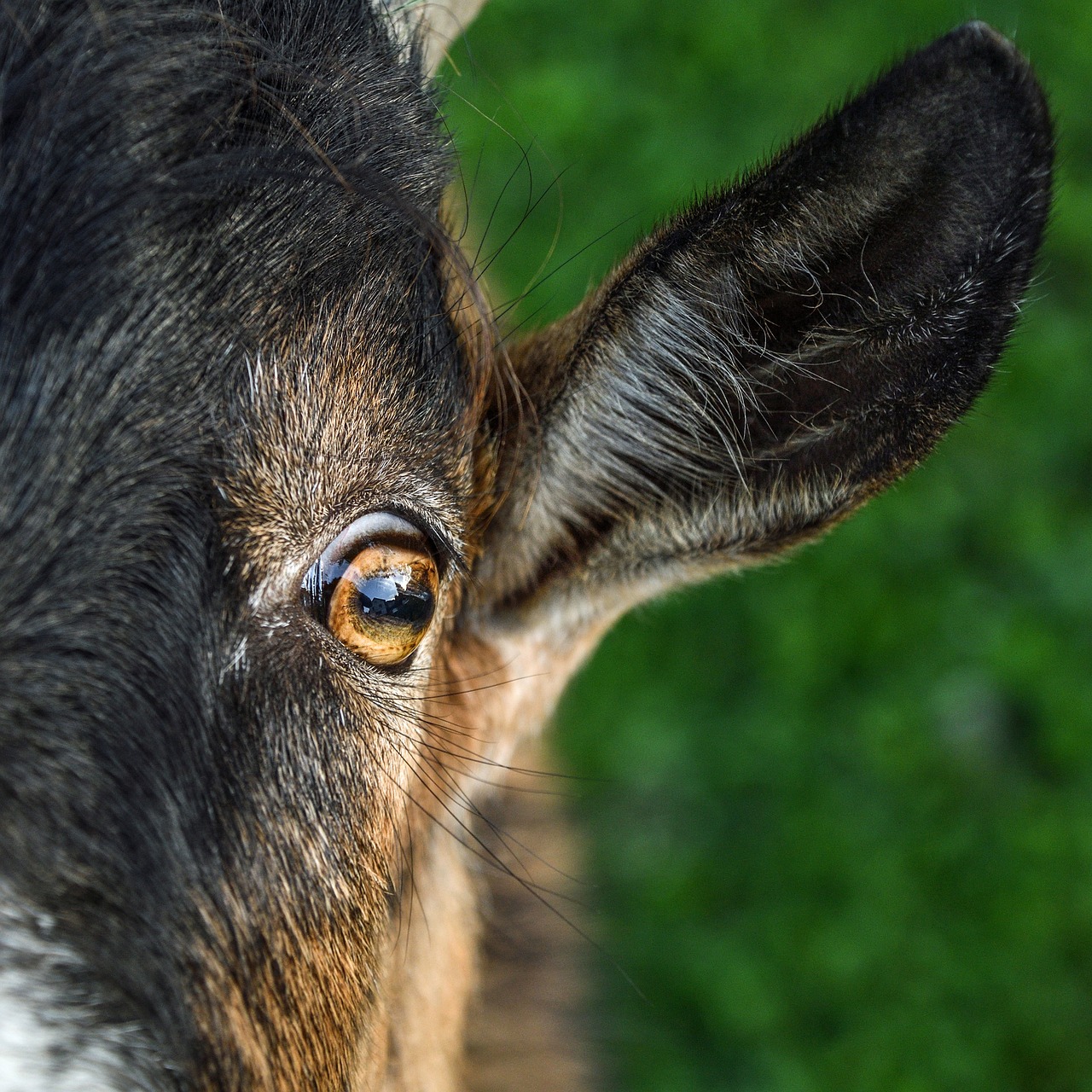 Image - goat young eye ear