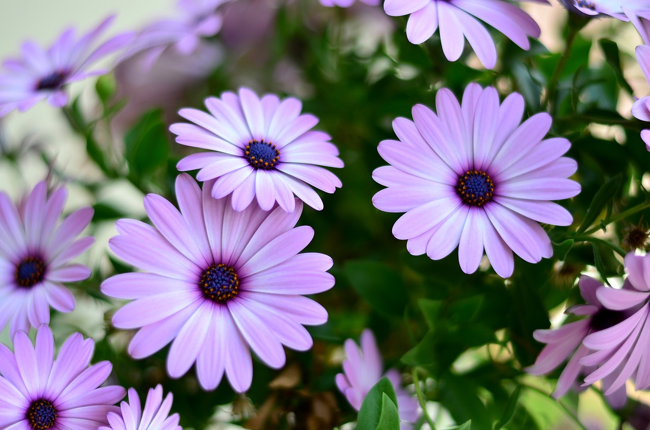 Image - flower green plant nature