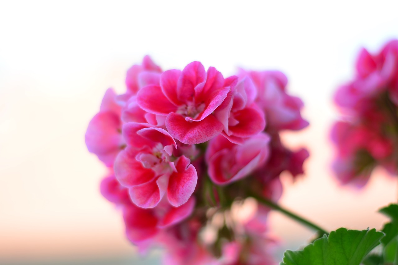 Image - flower green plant nature