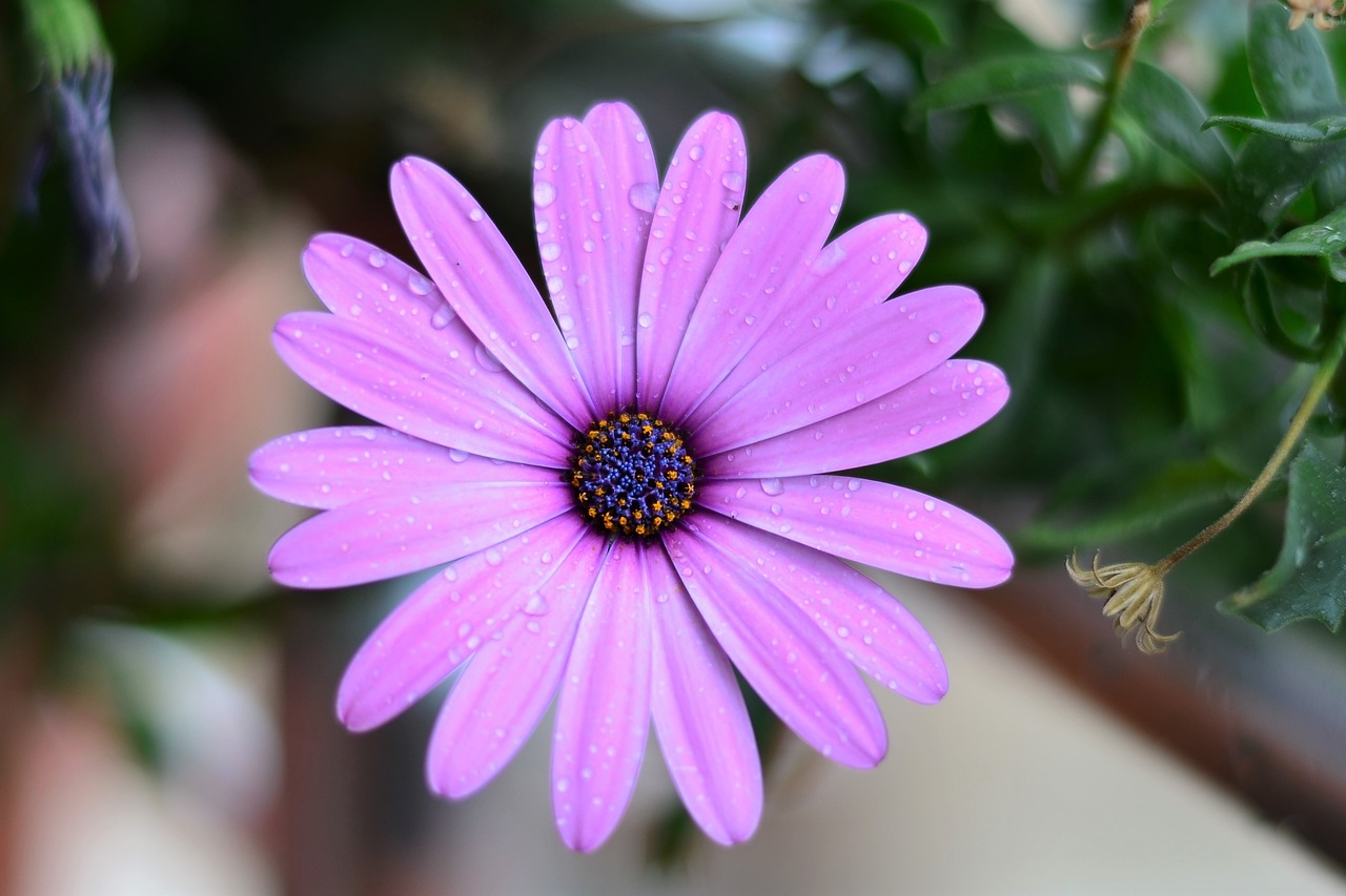 Image - flower green plant nature