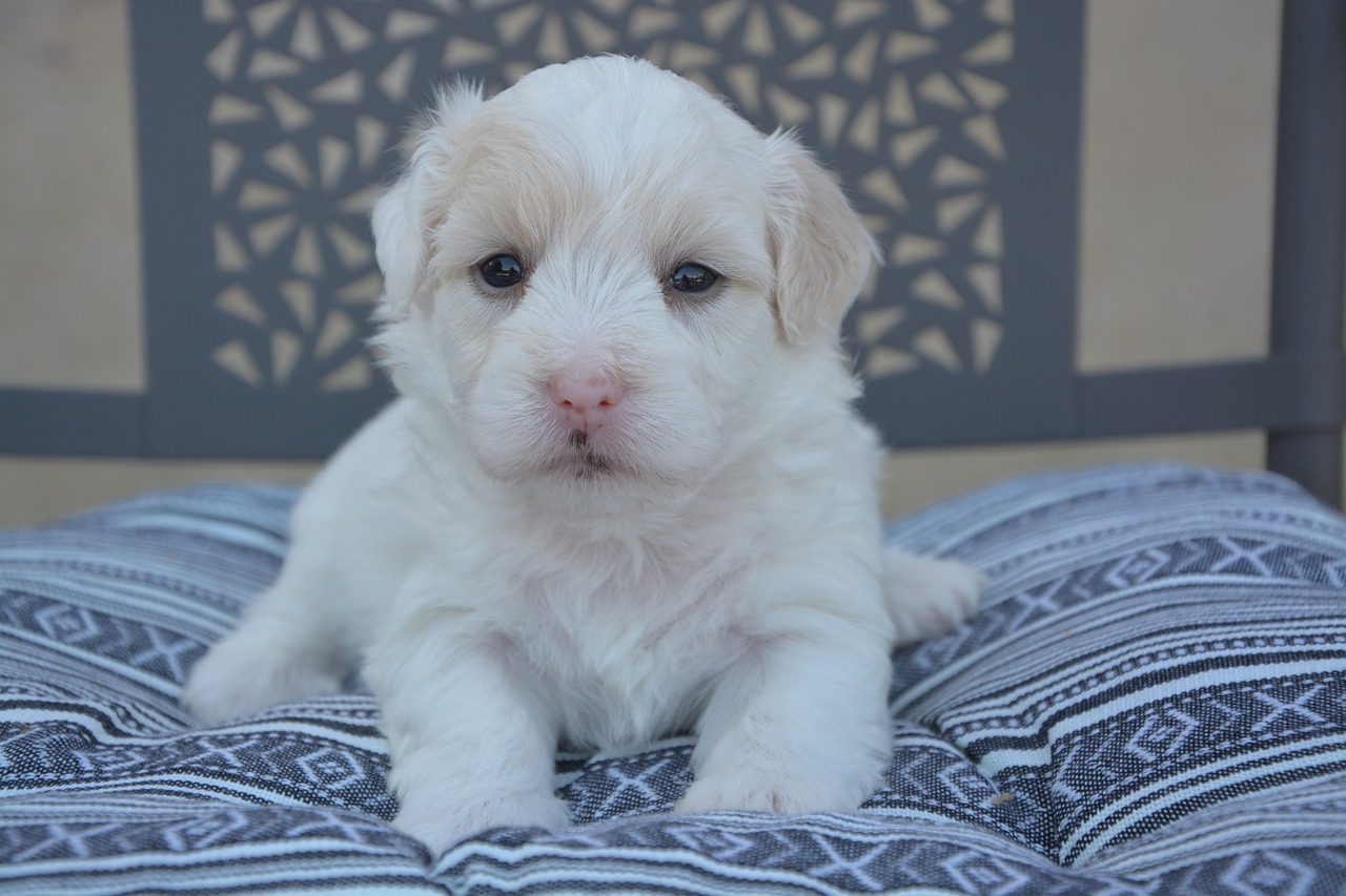 Image - cotton tulear puppy dog animal