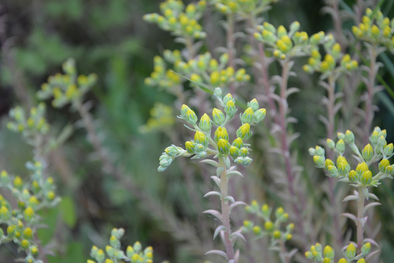 Image - flowers yellow garden prairie