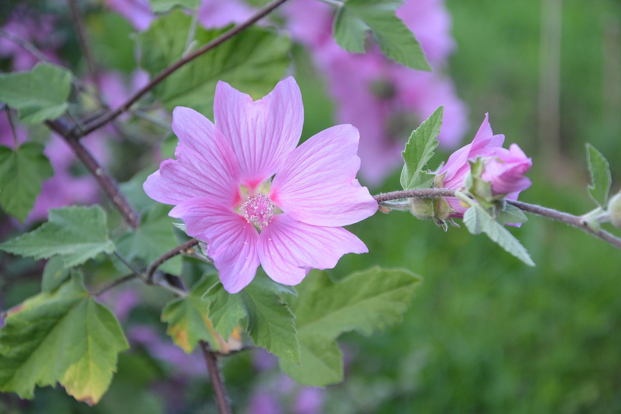 Image - hibiscus pink flowers green leaves