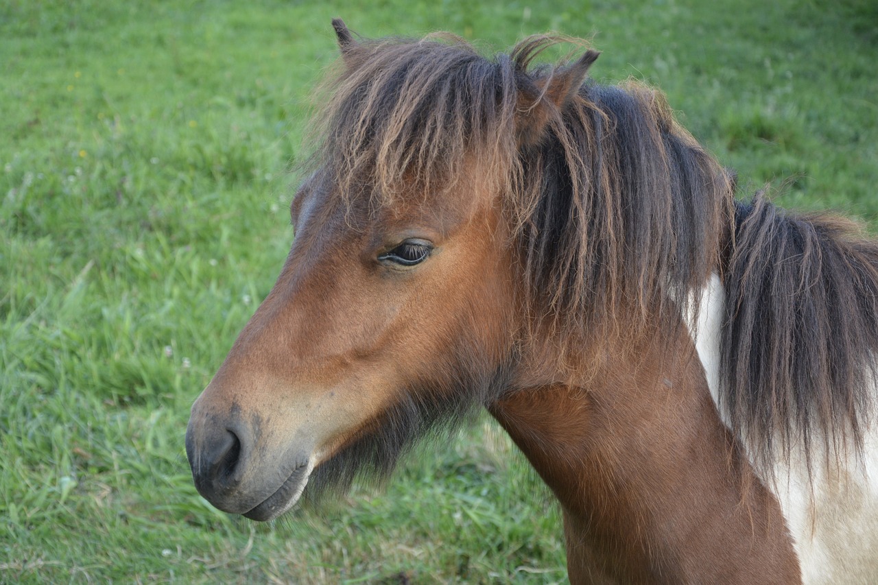 Image - pony shetland small horse pony