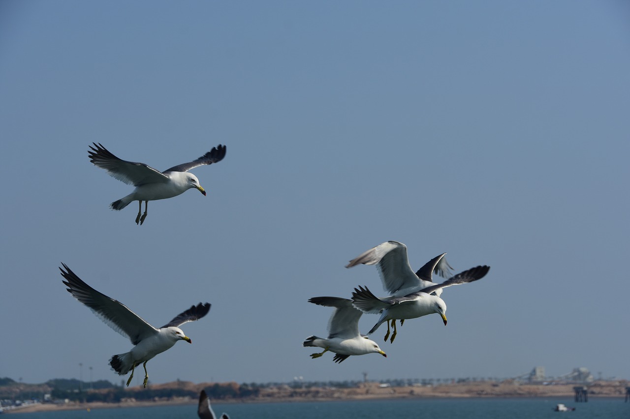 Image - seagull emergency flight sky wing