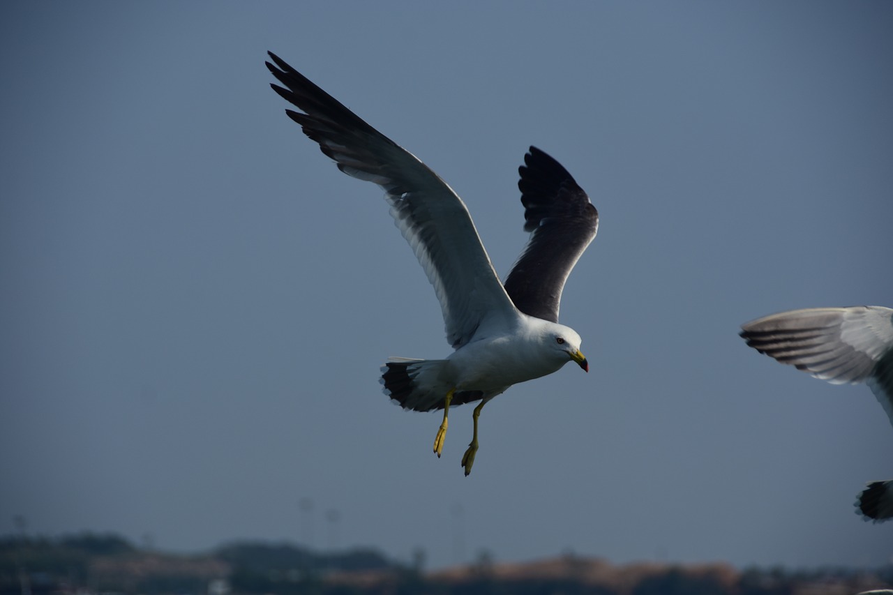 Image - seagull emergency flight sky wing