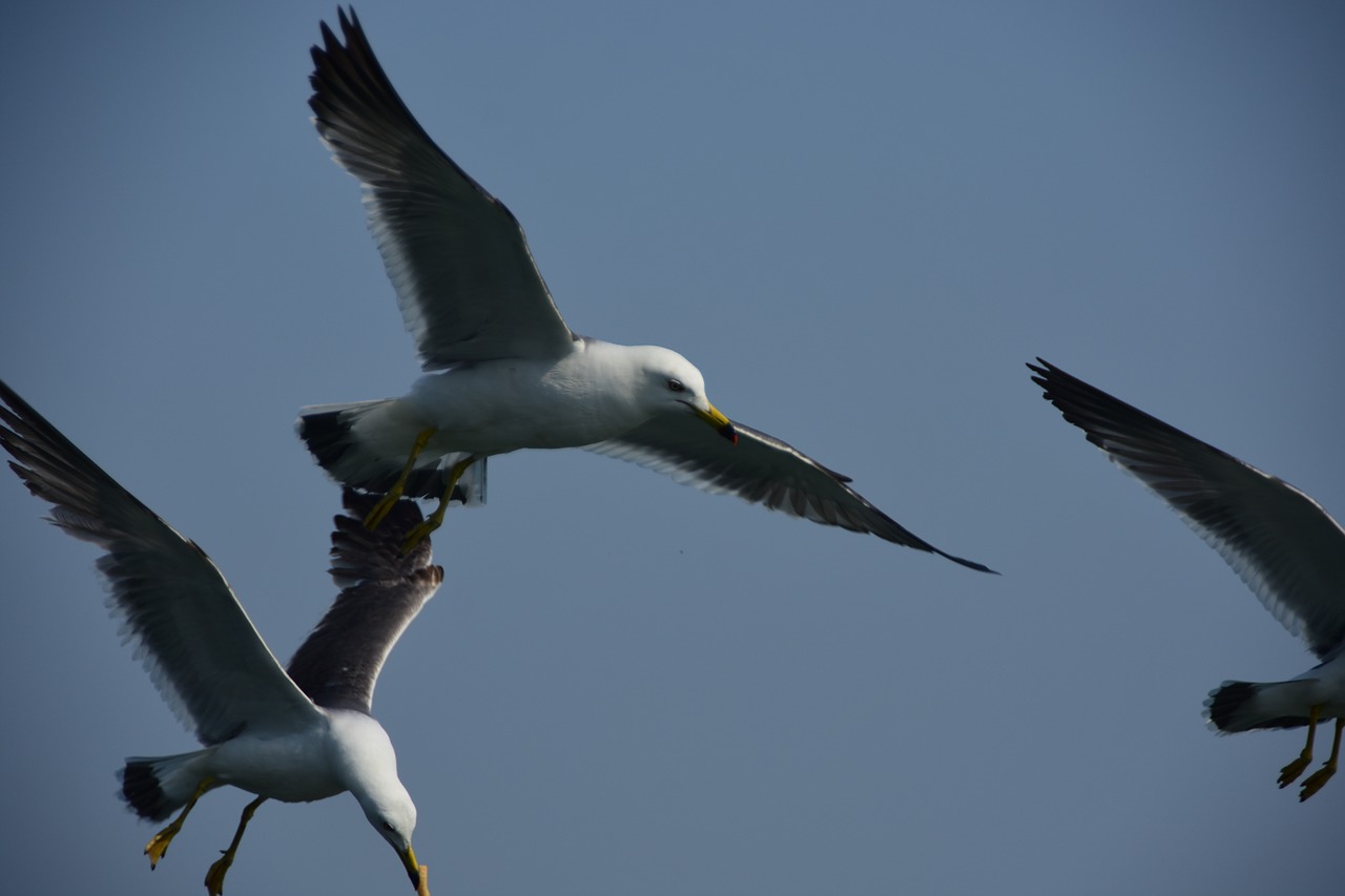 Image - seagull emergency flight sky wing