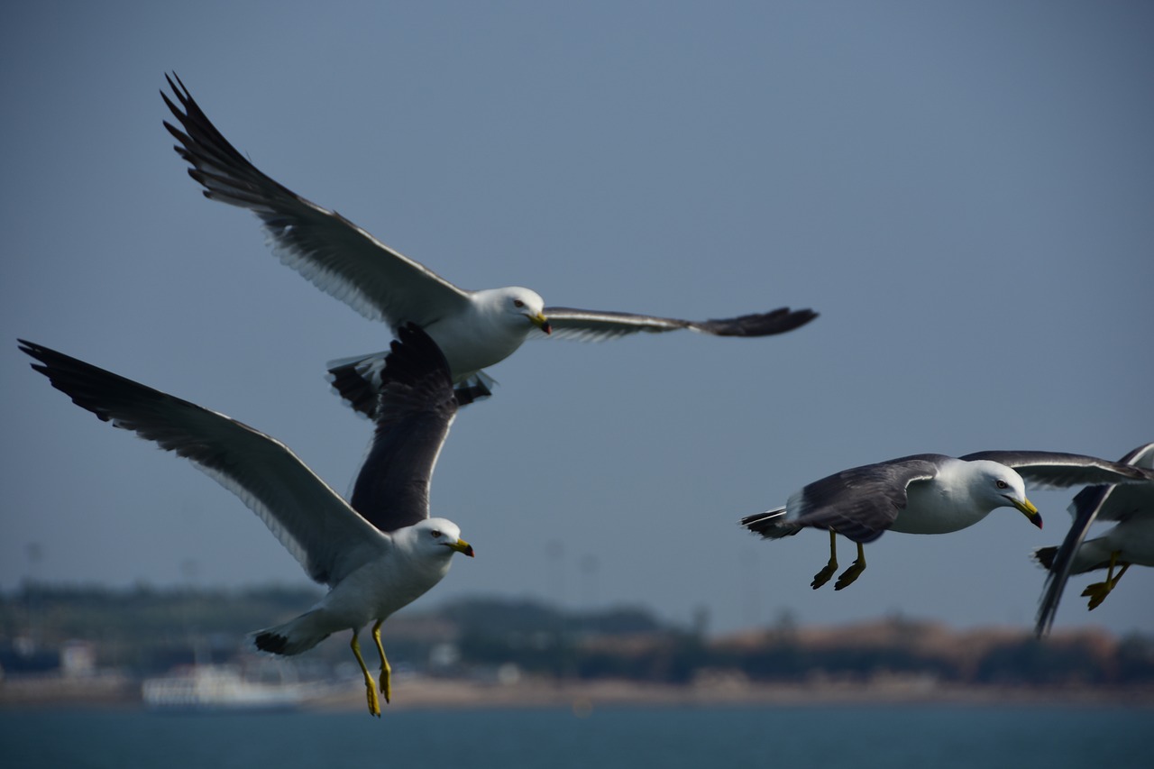 Image - seagull emergency flight sky wing