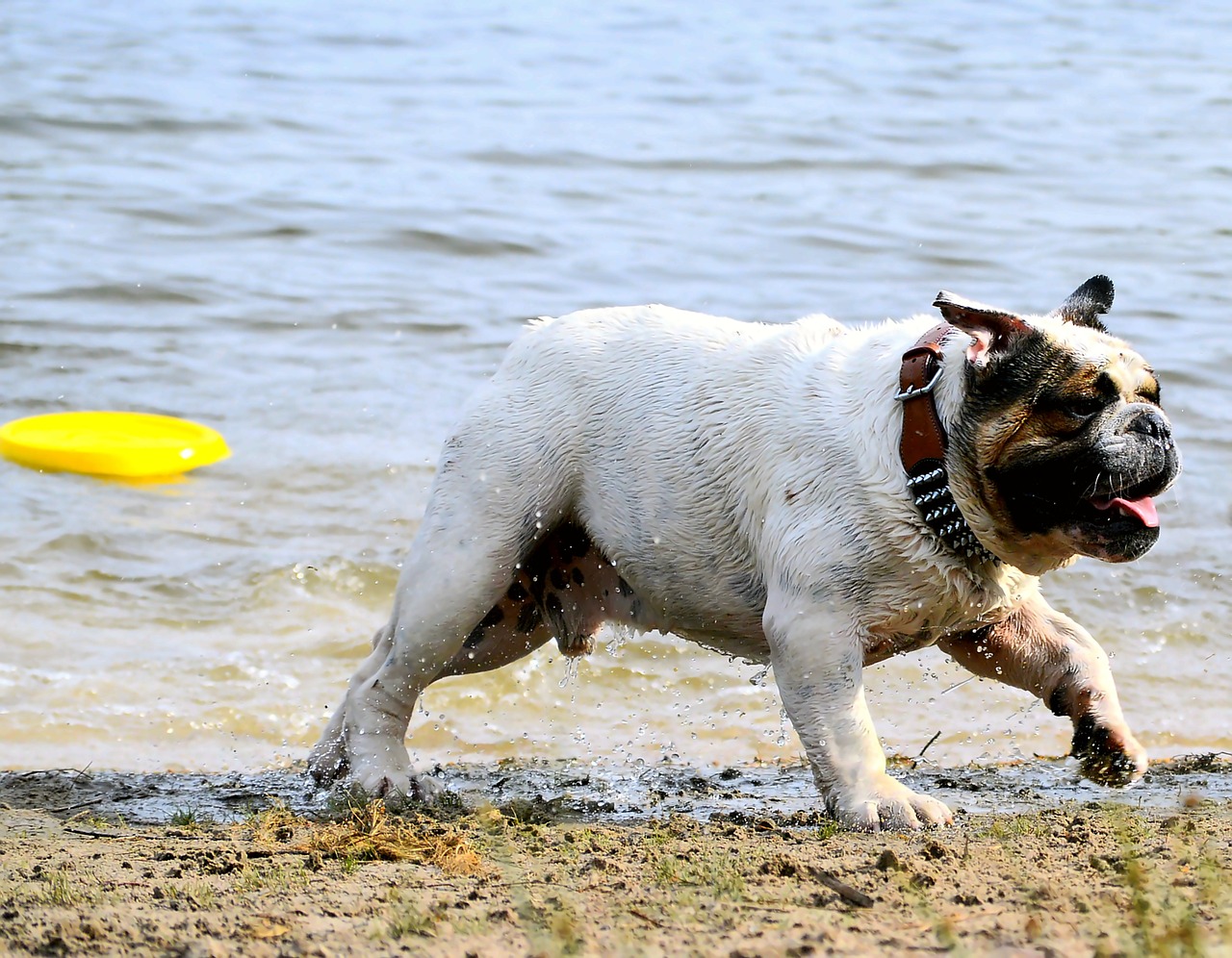 Image - dog beach most beach water pet