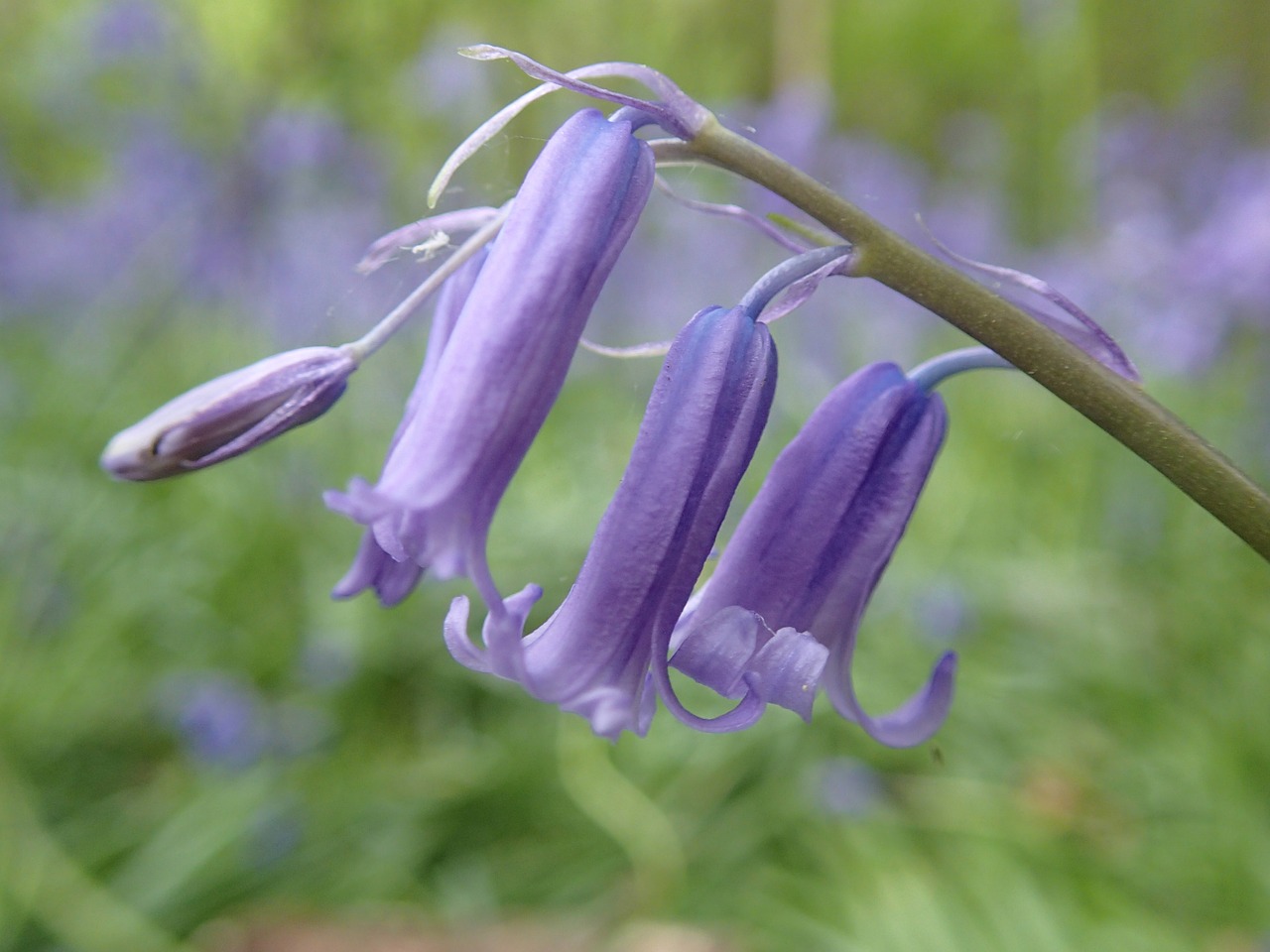Image - bluebell flower woodland