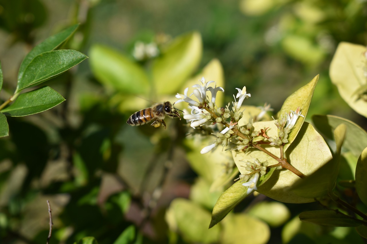 Image - honeysuckle bee pollen honeybee