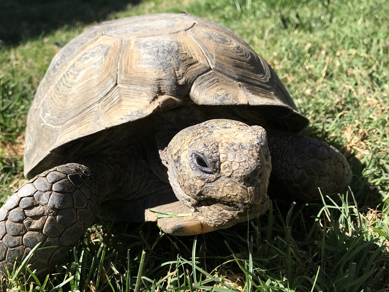 Image - desert tortoise reptile wildlife