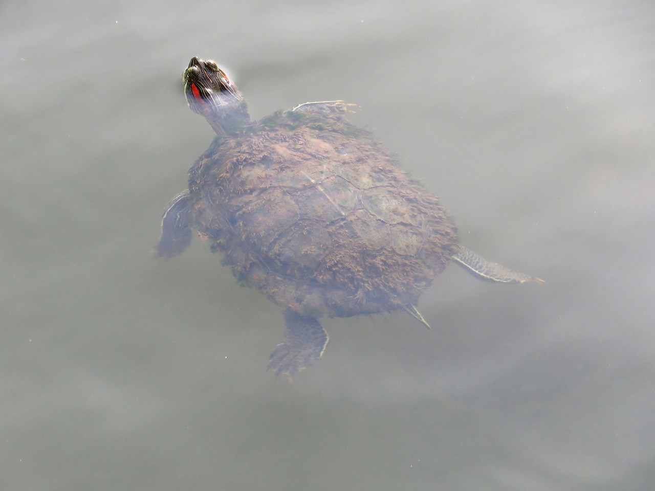 Image - tortoise swimming floating water