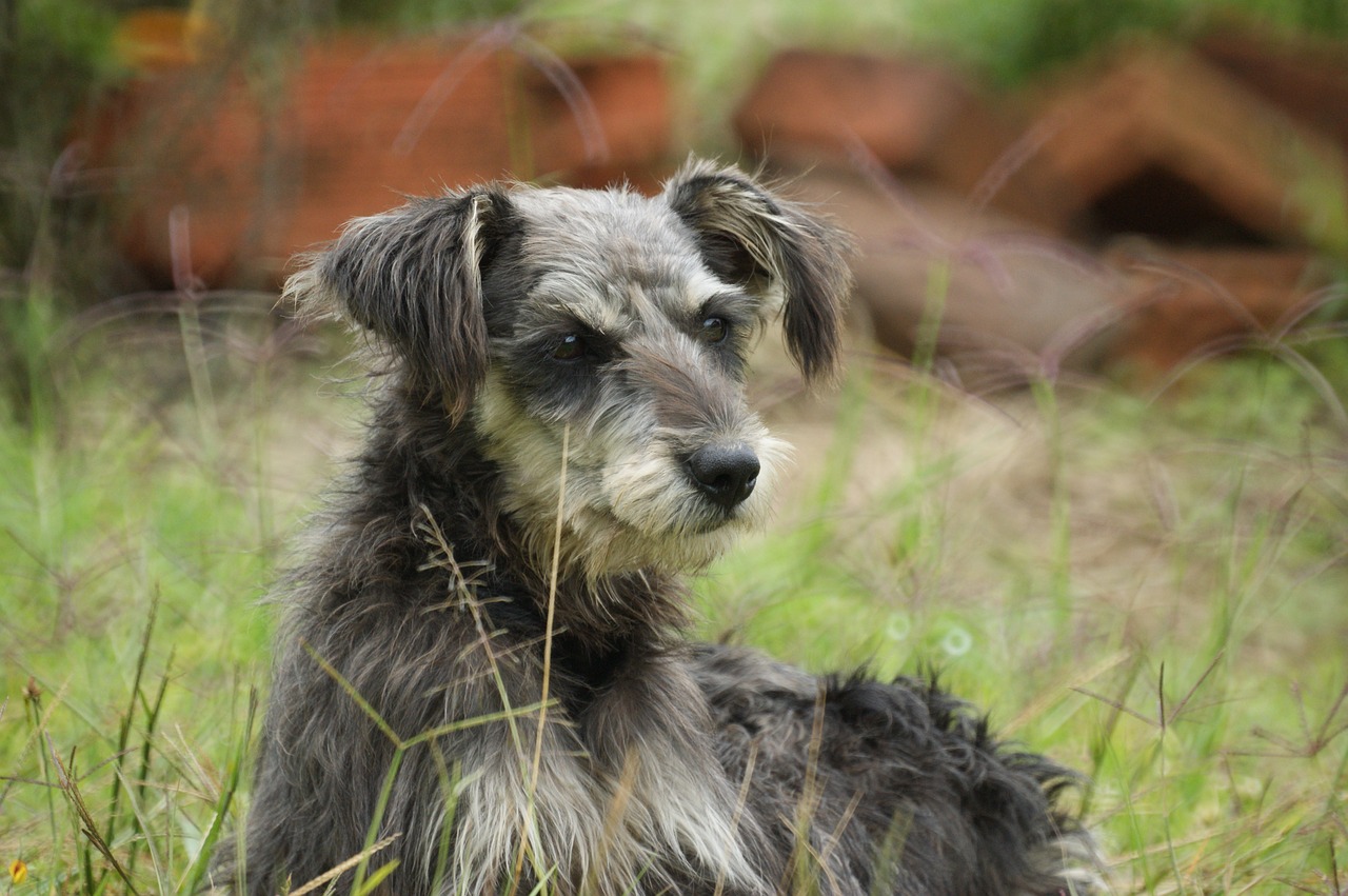 Image - nature the field armenia quindio