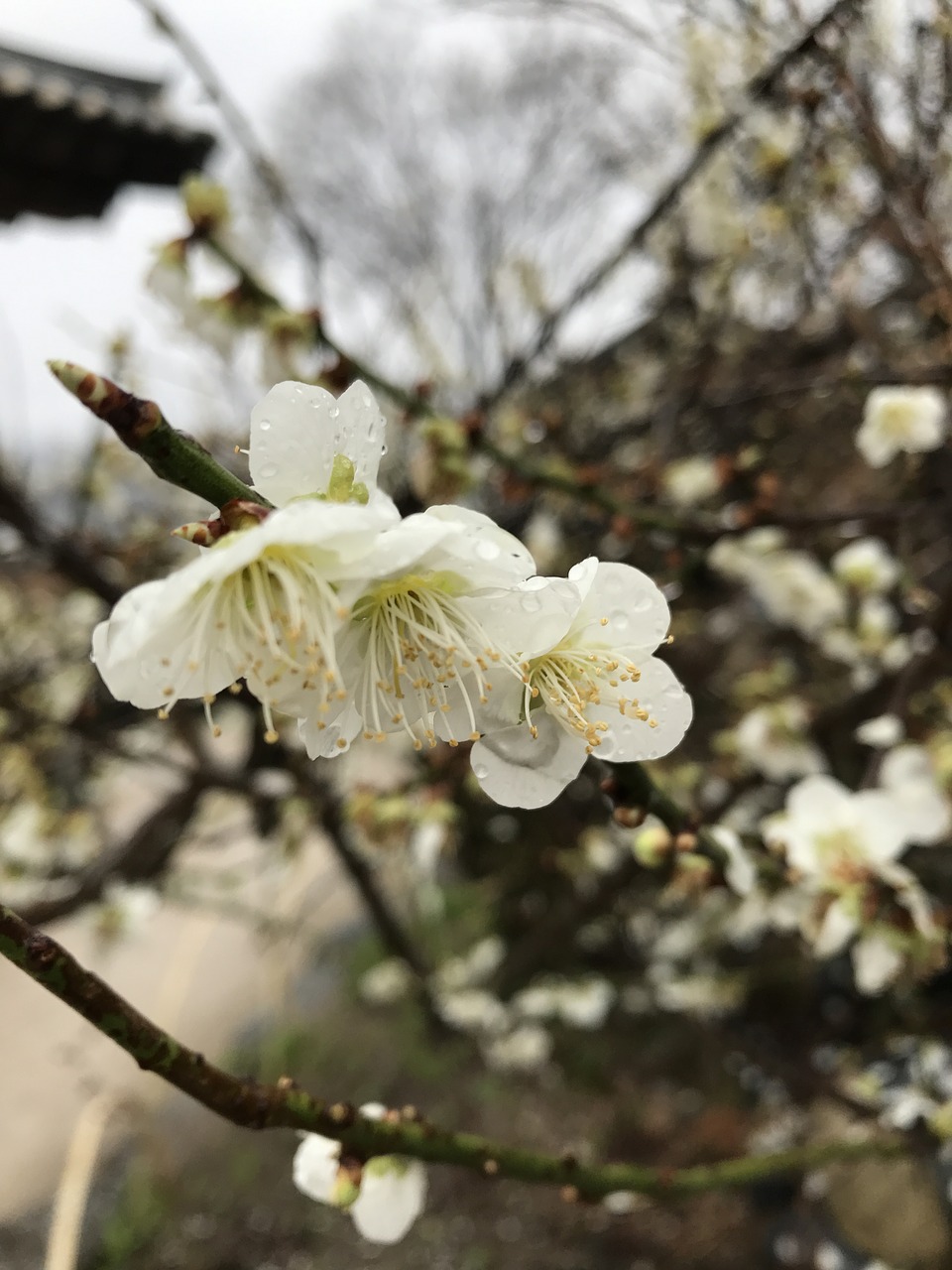 Image - spring pear flowers outing