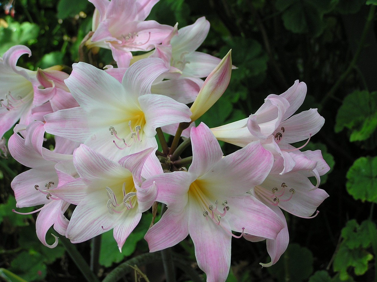 Image - lily pink cluster