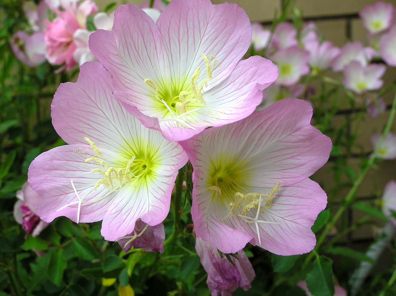 Image - pink evening primrose