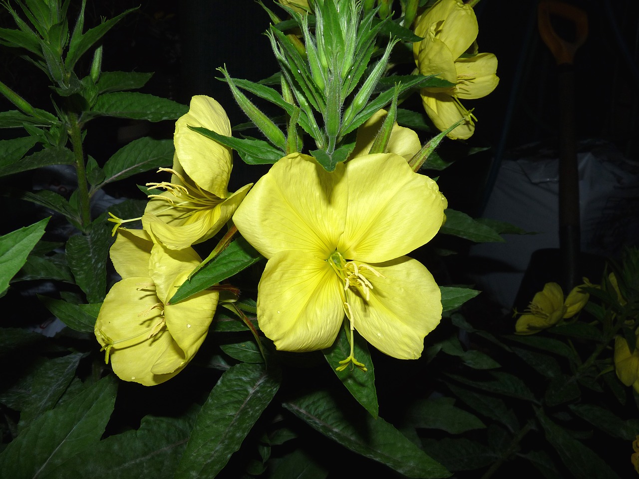 Image - yellow evening primrose