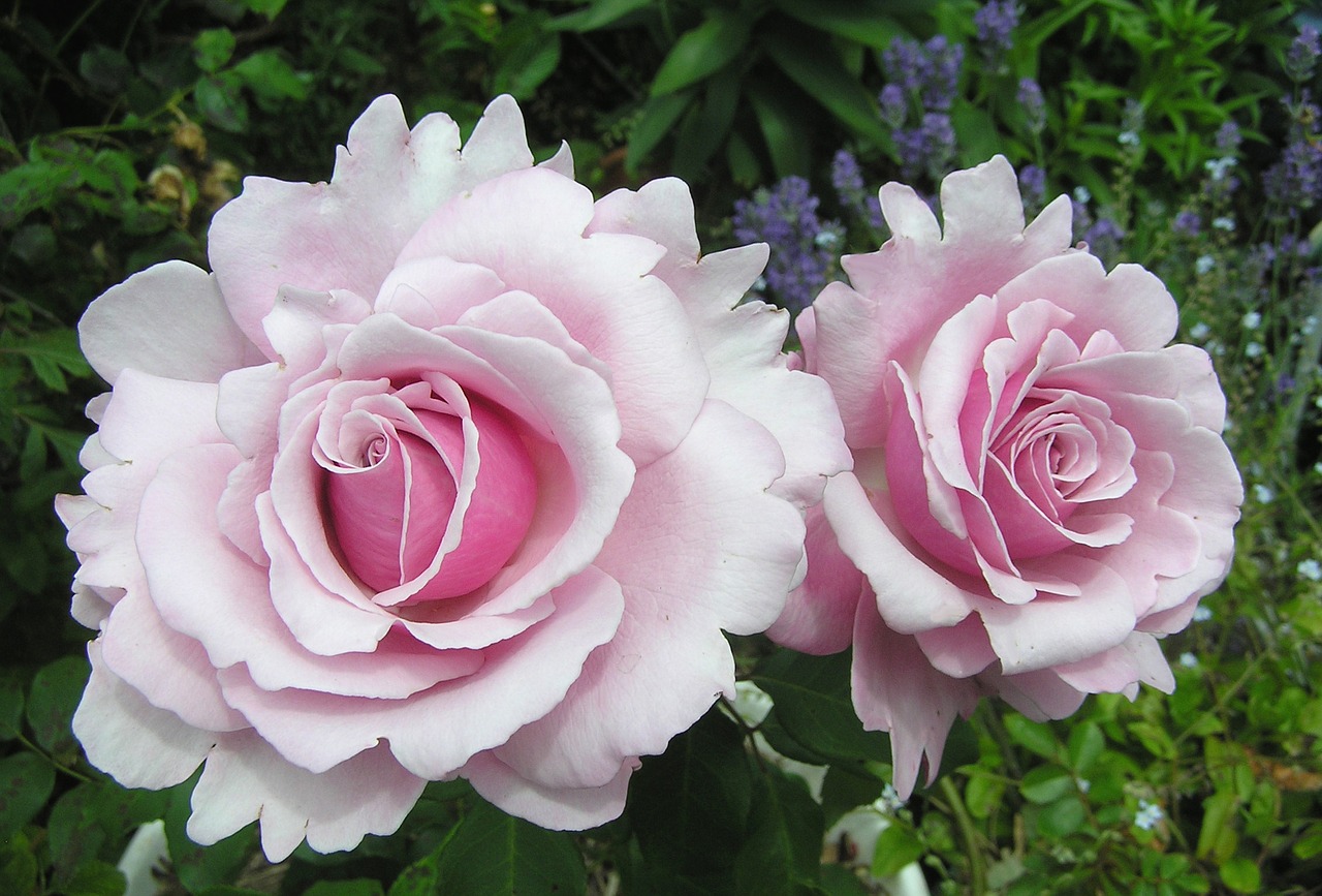 Image - pink heaven scent