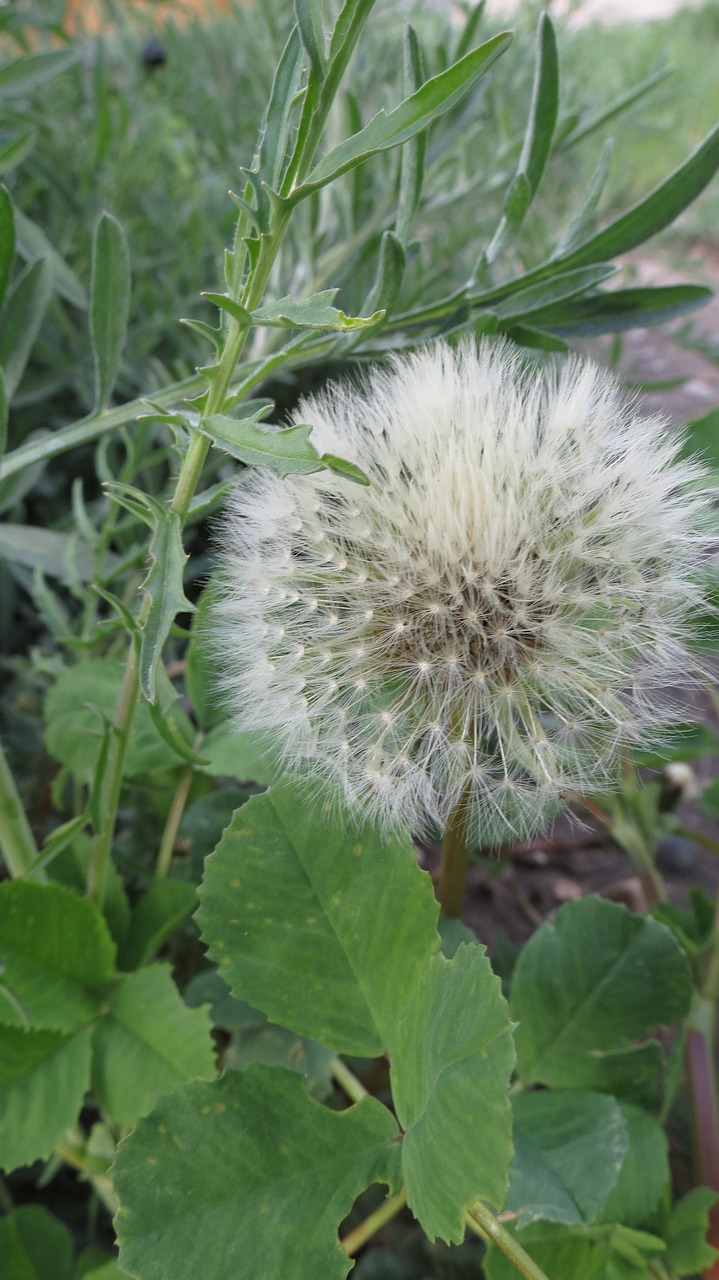 Image - weed wishes dandelion plant grass