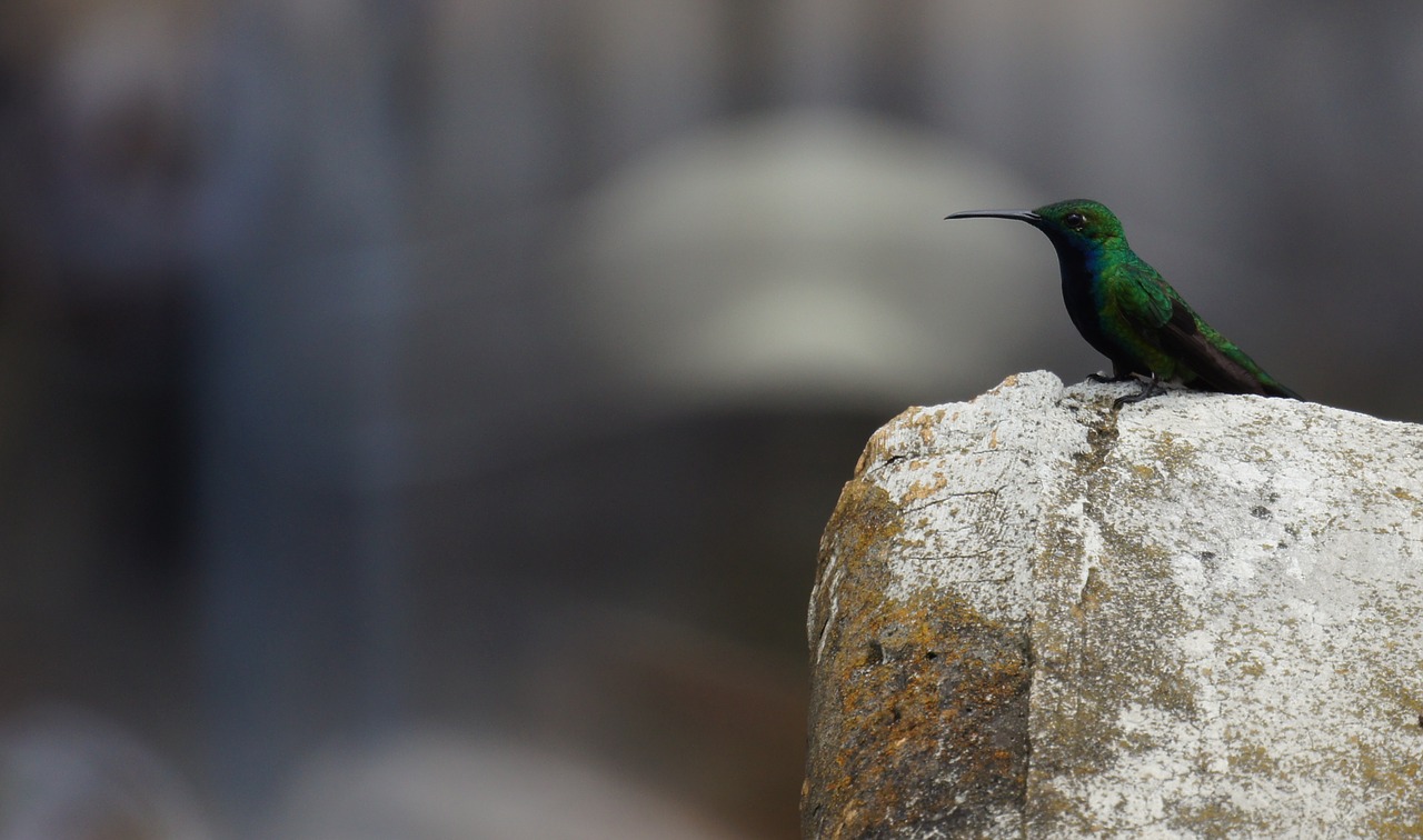 Image - birds nature guatica colombia