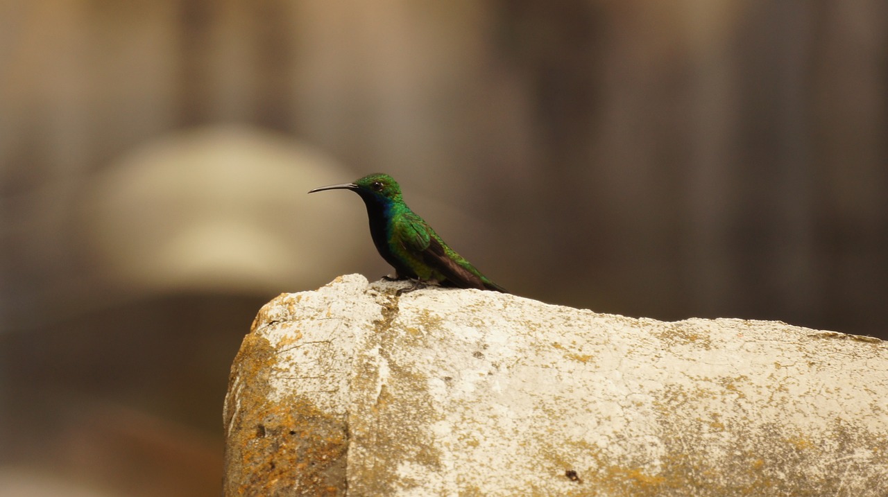 Image - birds nature guatica colombia