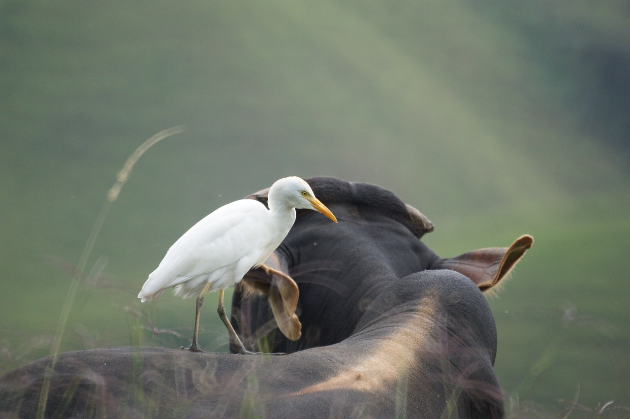 Image - animals the field armenia quindio
