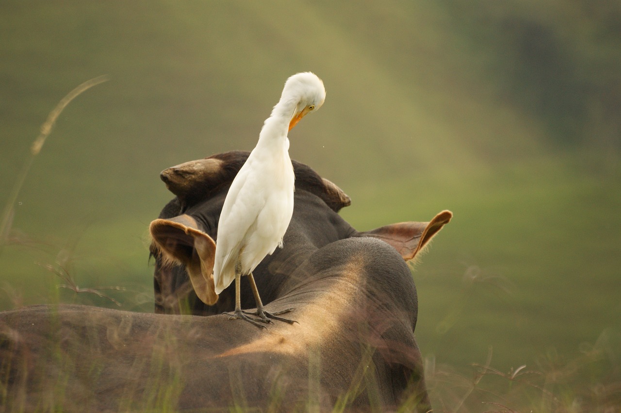 Image - birds nature quindio colombia