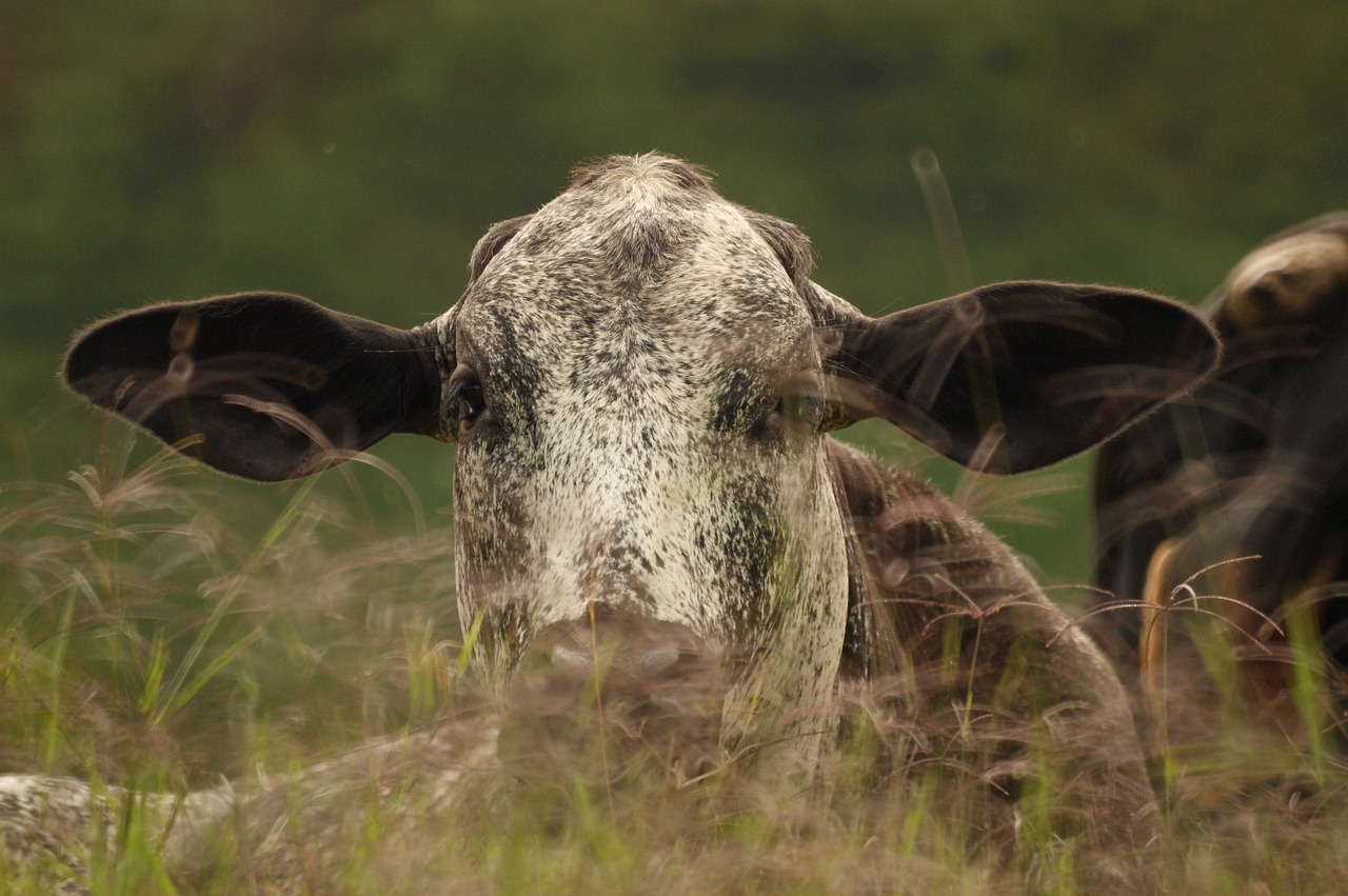 Image - animalesel field nature quindio