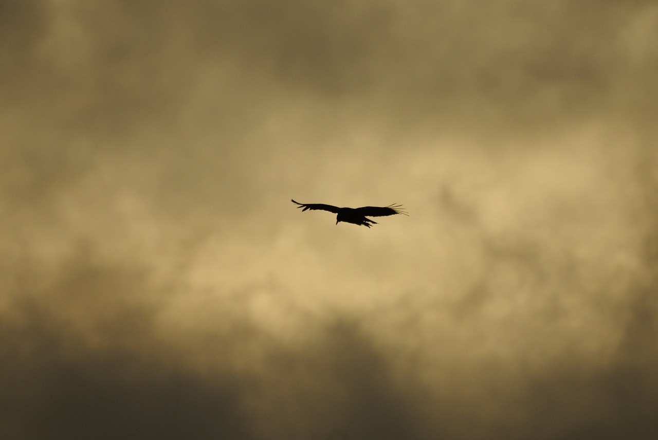 Image - birds nature quindio colombia