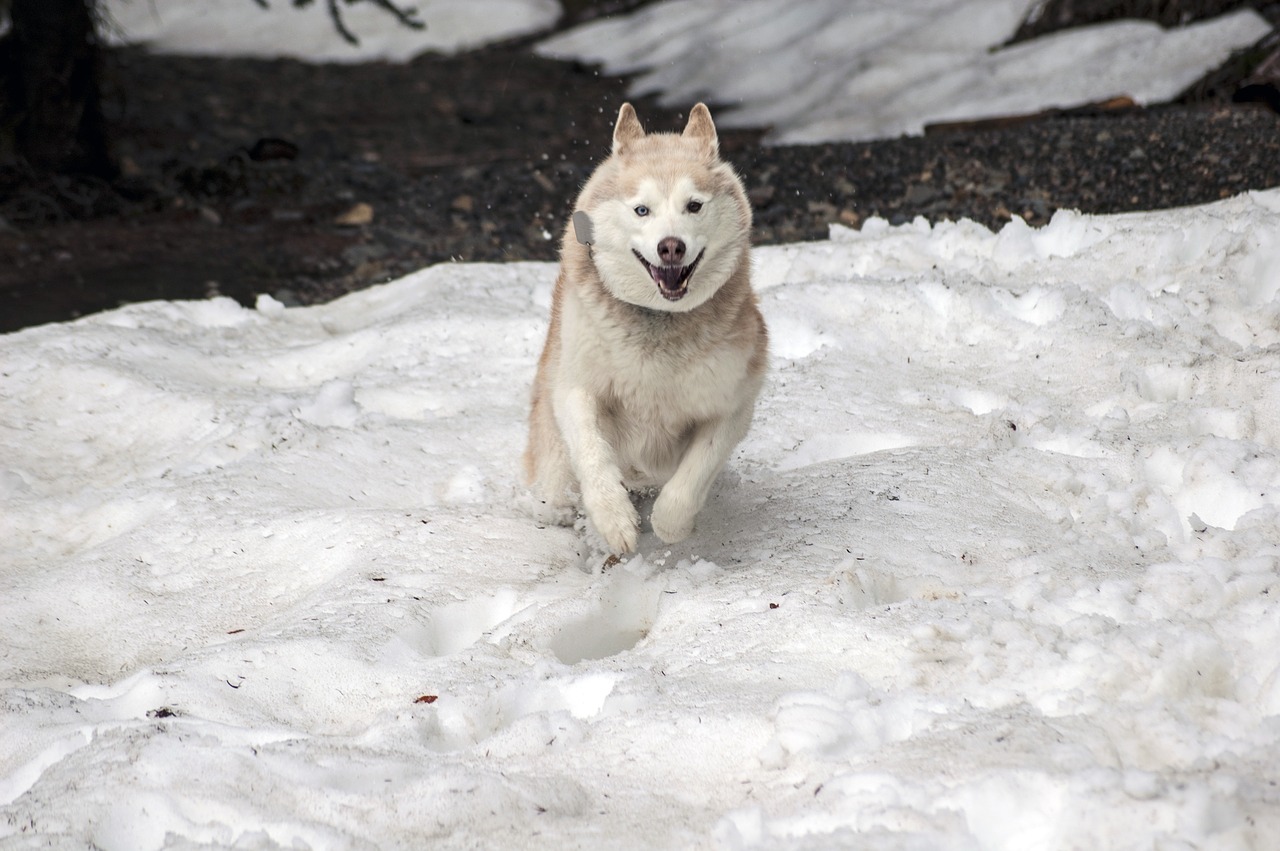 Image - husky dog canine pet companion