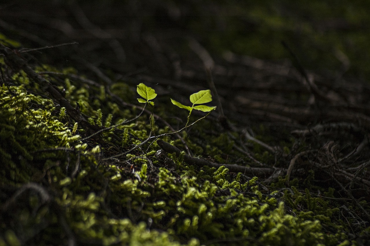 Image - forest new leaf growth arrival