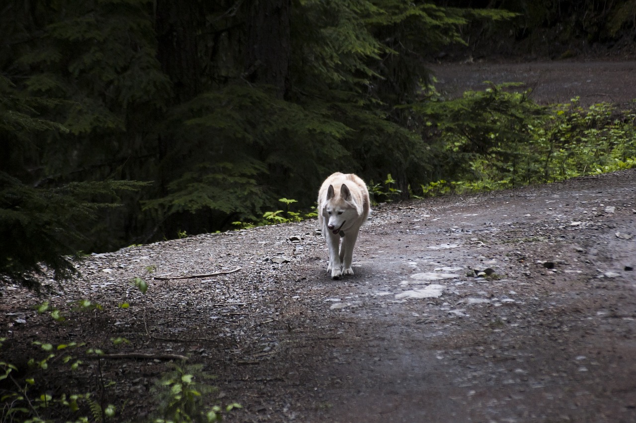 Image - husky dog canine pet companion