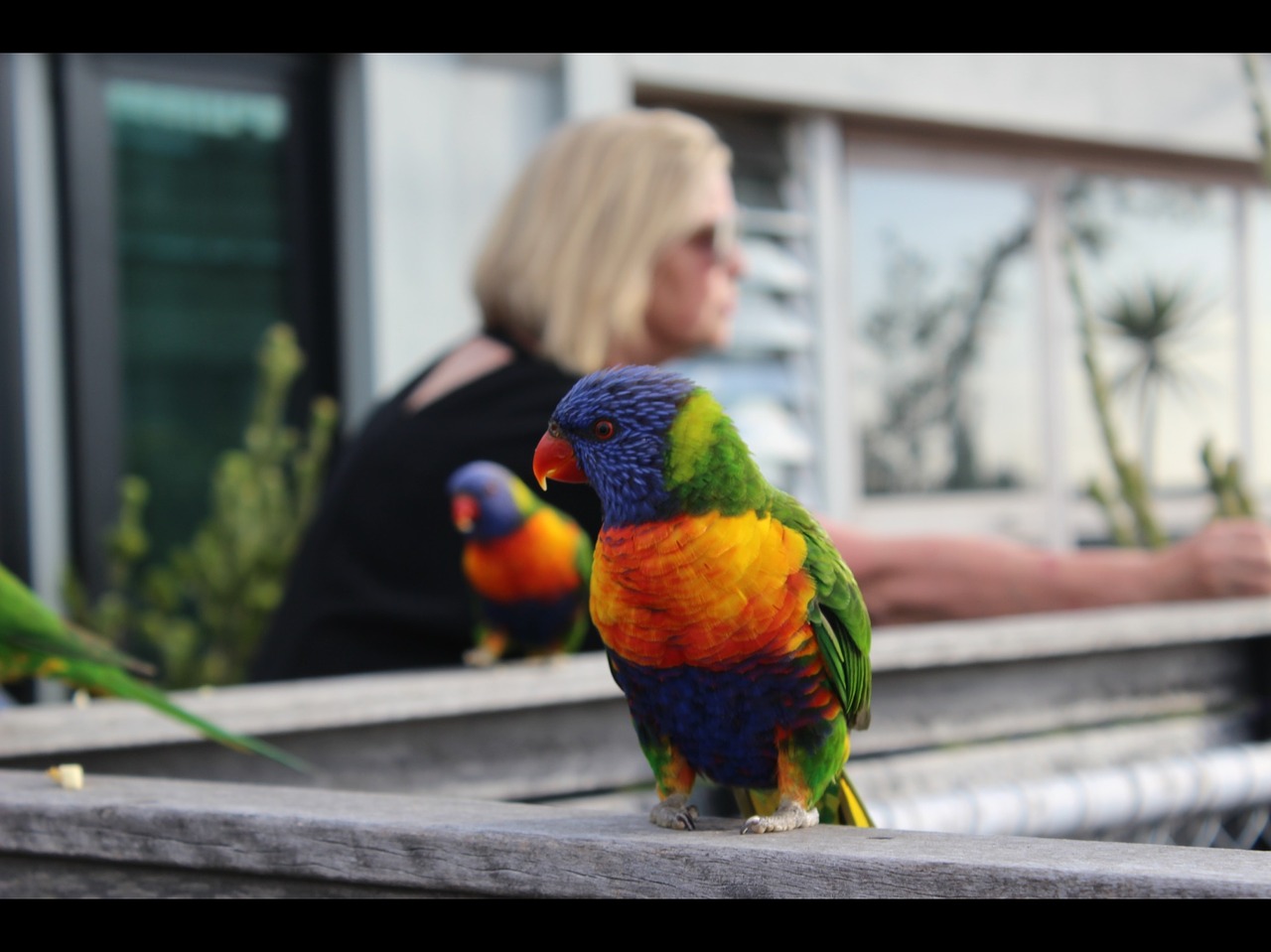 Image - rainbow lorikeet parrot melbourne