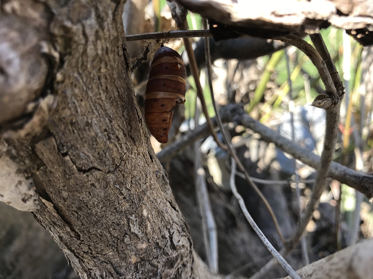 Image - cocoon butterfly nat insect