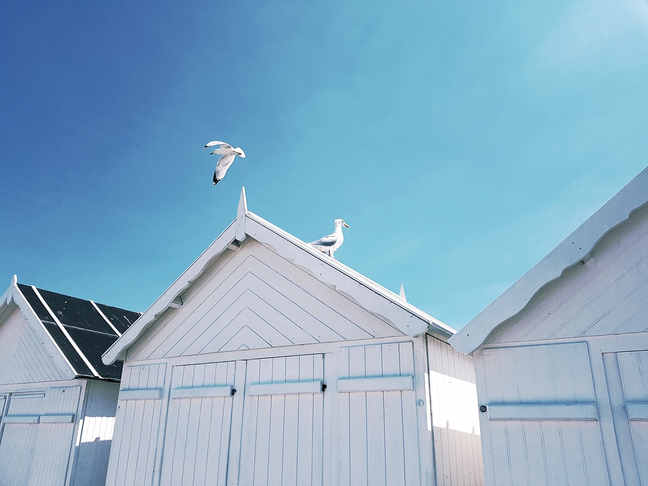 Image - gulls birds roof beach house