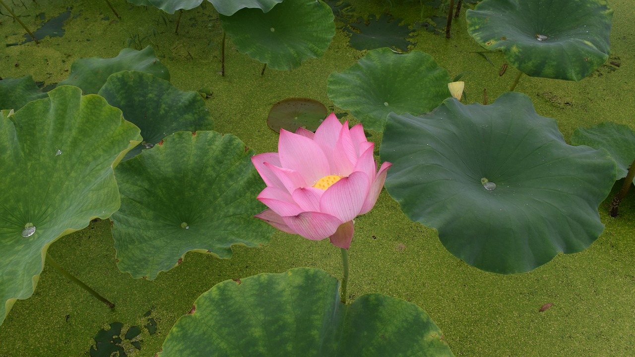 Image - lotus pond country be quiet pure