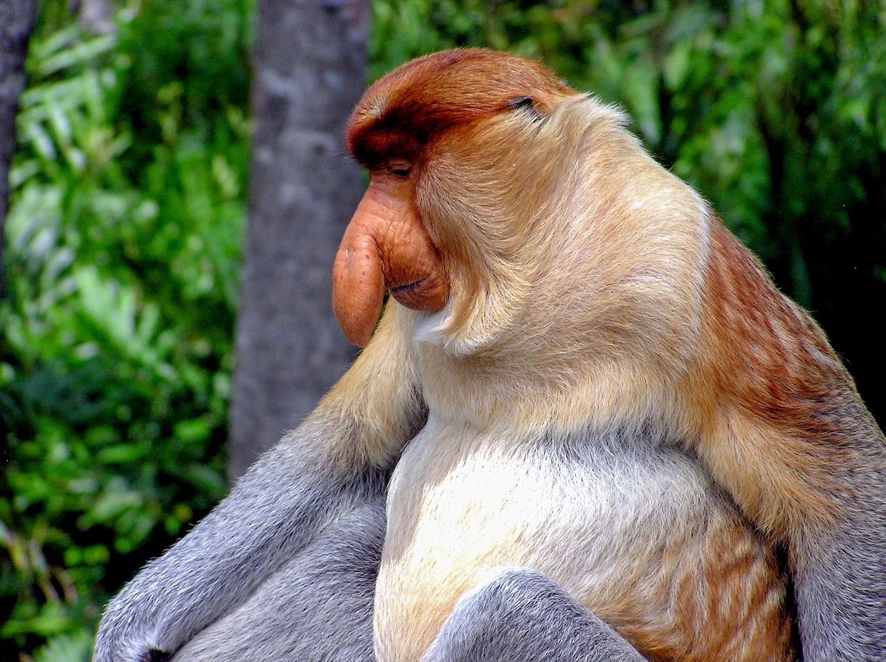 Image - proboscis monkey primate monkey