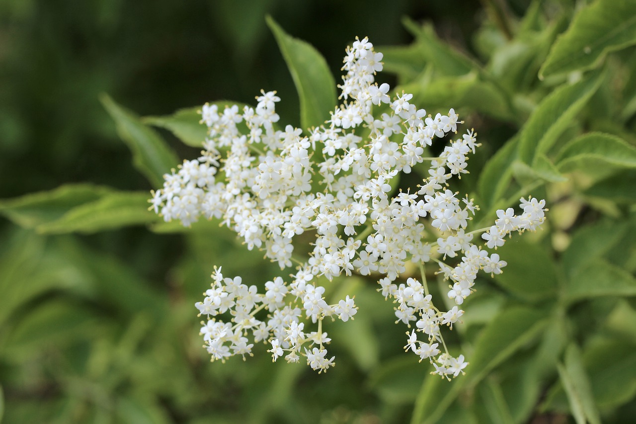 Image - elder petals elderflower