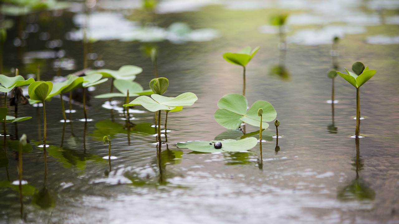 Image - nature green lakeside lake plant